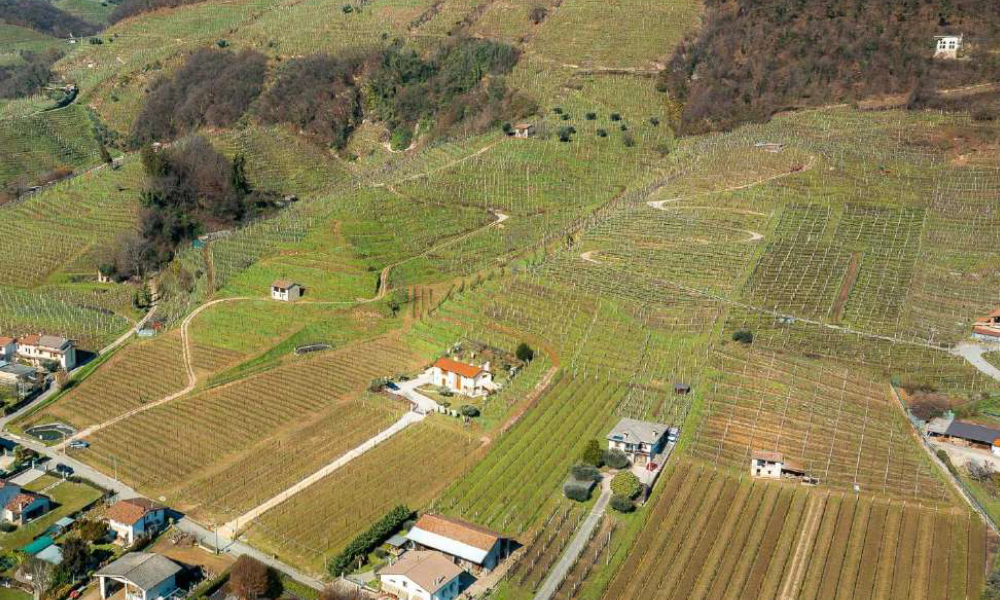 PROGETTO DI MITIGAZIONE DEI CAMBIAMENTI CLIMATICI - Vigneto ‘Riva Moretta’ Farra di Soligo (TV)